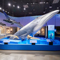 ナガスクジラ上半身標本（東京展のようす）