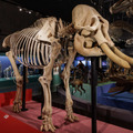 東京会場での「アジアゾウの全身交連骨格」の展示のようす（撮影：山本倫子氏）