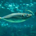 水族館のイメージ