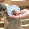 横浜・八景島シーパラダイス：「コツメカワウソとあくしゅ」