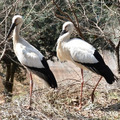 特別天然記念物　コウノトリ（ニホンコウノトリ）