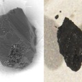 （左）イトカワの粒子、（右）リュウグウの粒子