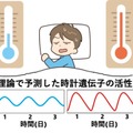 体内時計の仕組み: 高温で遺伝子活性の波形がひずむことで周期を保つという理論とその検証
