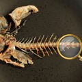 【実験】魚の骨を大研究