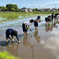 「食と農」の探究。田植えや稲刈り、パッケージ制作、販売までを生徒主体で行う“富士見米プロジェクト”