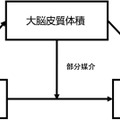 全皮質体積がスクリーンタイムとADHD 症状の関係を部分的に媒介していることが判明