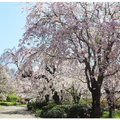 さくら園（2025年撮影）