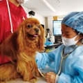 獣医さん体験スクール