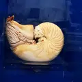 生きた化石・オウムガイ