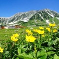 夏の室堂（花の見頃は年により異る）