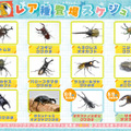 レア種登場スケジュール