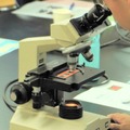 顕微鏡で植物の細胞を観察してみよう（横浜市立大学）
