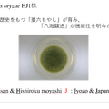 八海山の麹の胞子は「麹塵色（きくじんいろ）」と呼ばれる綺麗な緑色（「第11回日本微生物学連盟フォーラム」八海醸造 倉橋敦さんの発表資料より）