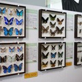 標本展示コーナー