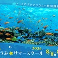 つるみ・ちゅらうみ サマースクール2026