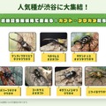 人気種が渋谷に大集合