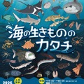 2026 夏の企画展 海の生きもののカタチ