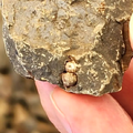 体験で発見された巻貝の化石