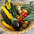 収穫した野菜