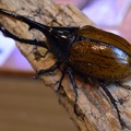 ヘラクレスオオカブト