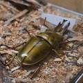 ババオウゴンオニクワガタ
