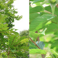 うるし（左）とツノハシバミ（右）は触るとかぶれるので気を付けて葉っぱ探し
