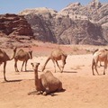 砂漠といえば、ゆったりラクダが定番……ワディラム / ヨルダン