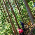 高知県：森で行われる間伐作業