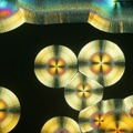 顕微鏡写真　ビタミンCの結晶