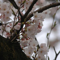 都内の桜（2010年） 都内の桜（2010年）