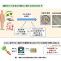 細胞の分化状態の初期化に関する従来の考え方（理化学研究所）