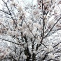 桜（2013年、満開時の様子）