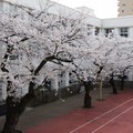 麻布学園、中庭の桜