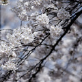 日本の桜（参考画像）
