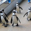 京都水族館のケープペンギン