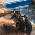 京都水族館のケープペンギン