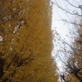 外苑前の銀杏並木