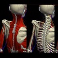 筋肉・神経・血管・骨・関節の表示を切り替えることもできる 筋肉・神経・血管・骨・関節の表示を切り替えることもできる