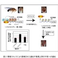 環境ストレスにより誘導された遺伝子発現上昇の子供への遺伝