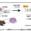 マウスATF-7 は精神ストレスによる遺伝子の発現誘導に関与