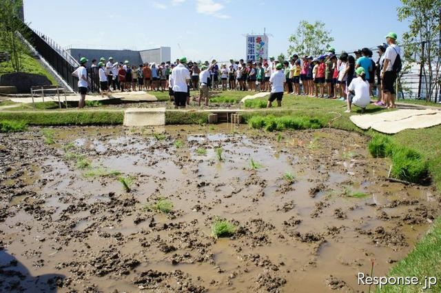 首都高速道路、大橋ジャンクションの換気所屋上に現れた水田で小学生が田植えを体験