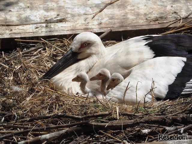 5月5日・7日に誕生したニホンコウノトリのヒナ