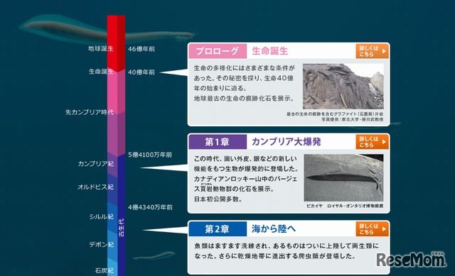 進化の過程ごとに展示