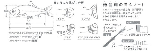 表紙裏（一部）