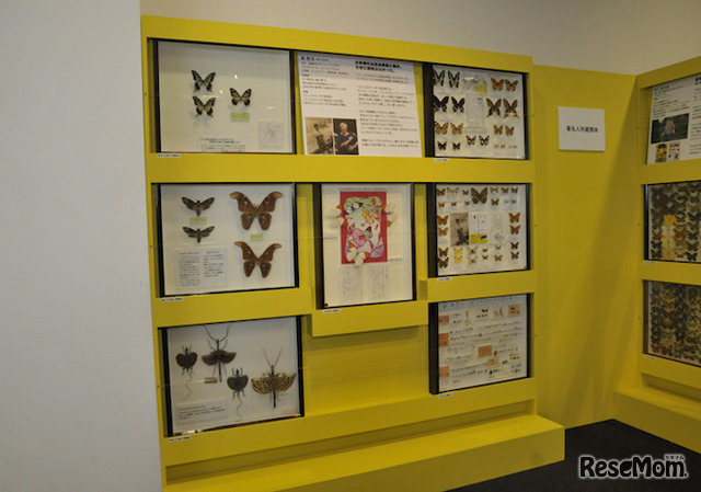 昆虫標本展示
