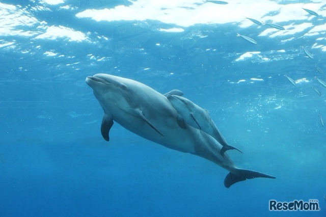 八景島シーパラダイスでイルカの赤ちゃん誕生 遊泳動画も公開 1枚目の写真 画像 リセマム