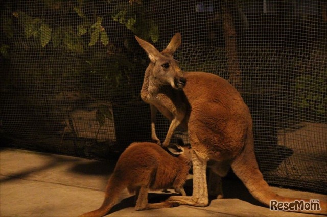 夜行性のカンガルー