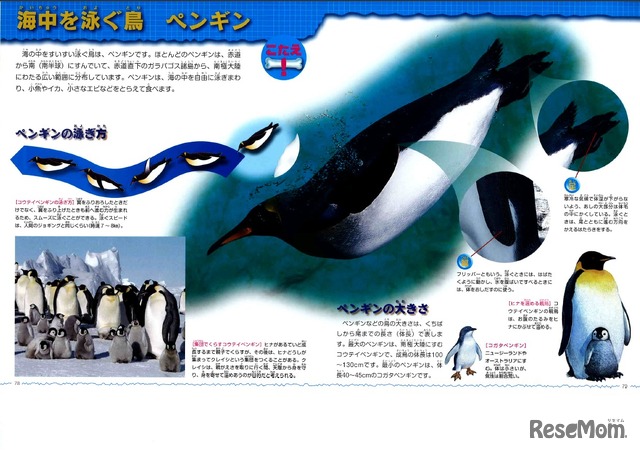 海中を泳ぐ鳥 ペンギン