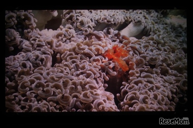 迫力の3D映像で、「美ら海」の生きものの生態を学ぼう！