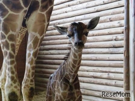 キリンの赤ちゃん　(c) 埼玉県こども動物自然公園